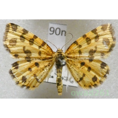 Pseudopanthera macularia (Linnaeus, 1758) Osmaganek plamek Czech90n